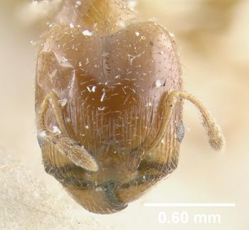Media type: image;   Entomology 20734 Aspect: head frontal view